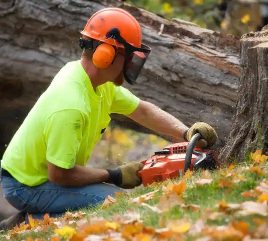 tree services Eastport